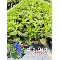 ราคา ต้นพวงครามออสเตรเลีย ออกดอกตลอดปี (28162719976)