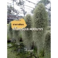 ราคา เคราฤาษีเส้นใหญ่แบบพวง -spanish moss (6845965261)