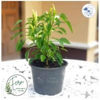 ราคา ต้นพันธุ์พริกขี้หนูขาว/พริกกะเหรี่ยง (42006005036)