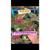 ราคา บอนสีเจ้ากรุงเดนมาร์กบอนสีสมัยรัชกาลที่5 (14754153205)