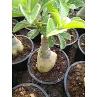 ราคา ชวนชมลุ้นดอกต้นละ80บาทชวนชม กระถาง6" ยังไม่ออกดอก ต้นใหญ่ ราคา พิเศษ ต้นละ90 บาท #ต้นชวนชม# (9035572637)