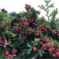 ราคา เมล็ดมะม่วงหาวมะนาวโห่สุดยอดสมุนไพร (1505853305)