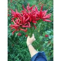 ราคา เมล็ดพันธุ์พริกช่อจีนแบ่งขายบรรจุซองละประมาณ 400-500 เมล็ด (1017935350)