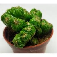 ราคา มีประกัน ส่งไวต้นหยกนำโชค ในการะถาง 2 นิ้ว หยกมงคล หยกกำแพงเมืองจีน หยกวิมาน ต้นไม้มงคล ต้นไม้เสริมดวง ต้นไม้ฟอกอากาศ (7846991959)