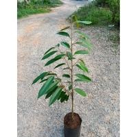 ราคา ต้นทุเรียนมูซังคิง เสียบยอดรุ่นใหม่ (20584182338)