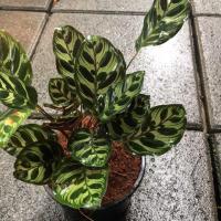 ราคา [Size M] ต้นคล้าแววมยุรา ค้าขายร่ำรวย ส่งพร้อมกระถาง6” (4538066615)