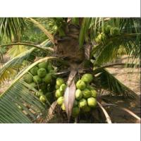 ราคา #มะพร้าวน้ำหอมบ้านแพ้ว #มะพร้าวน้ำหอมพันธุ์เตี้ย (6207711981)