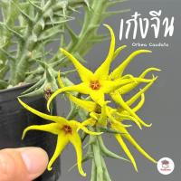 ราคา เก๋งจีน Orbea Caudata แคคตัส กระบองเพชร cactus&succulent (20723837677)