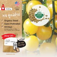 ราคา เมล็ดผักนำเข้า มะเขือเทศเชอรี่สีเหลือง Yellow Cherry Tomato (Organic Seed) ทรงกลม (4015011623)