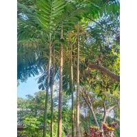 ราคา ต้นกล้าหมากเหลืองไม้ประดับเพิ่มออกซิเจน (25993044583)