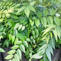 ราคา ต้นพะยุงใหหลำหรือไม้ฮวงหัวลี่/เป็นไม้เนื้อดีราคาสูง (8575867920)