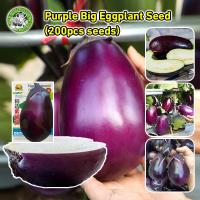 ราคา เมล็ดพันธุ์ มะเขือม่วงยักษ์ Big Purple Eggplant Seed Organic Vegetable Seeds เมล็ดมะเขือยาว เมล็ดพันธุ์ผัก ผักสวนครัว (28481551176)