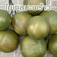 ราคา โมเดลมะพร้าว มะพร้าว ปลอม มะพร้าวสีเขียวเทียม สําหรับตกแต่ง ร้านค้า หรือใช้เป็นพร๊อพถ่ายรูป (27105418629)