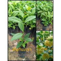 ราคา ต้นกันเกรา ( มันปลา) แบบเพาะเมล็ด (9086112381)