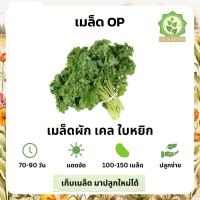ราคา เมล็ดพันธุ์ผัก เคลใบหยิก พันธุ์ OP เมล็ดพร้อมปลูก บรรจุ 30-100 เมล็ด (25661453842)