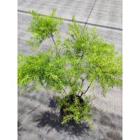 ราคา ต้นหลิวยอดทอง​ กระถาง11นิ้ว (26035078140)