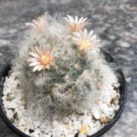 ราคา กระบองเพชร แมมขนแมวดอกชมพู แมมขนแมวดอกโอรส แมมขนแมมดอกชมพูเข้ม (2423856048)