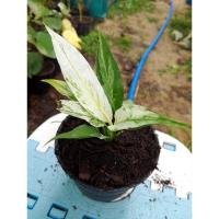 ราคา เดหลีด่างลายสวยงามเลี้ยงง่าย (9094763134)