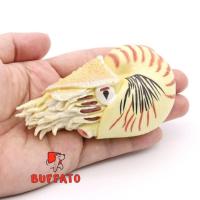 ราคา Buffato โมเดลสัตว์ Nautiloid หอย งวงช้าง ครีมน้ำตาล ขนาด 10.50 CM (จากหาดใหญ่) (26573920895)