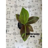 ราคา กล้วยแดงอินโด กล้วยด่าง (Musa Siam Ruby) (15436673579)