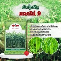 ราคา ผักบุ้งจีนยอดไผ่ 9 เมล็ดพันธุ์ ตราศรแดง ขนาดบรรจุ 1 กก. (44414117183)