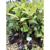 ราคา มะเดื่อชุมพร/มะเดื่อฉิ่ง (17887771678)