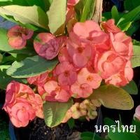 ราคา ต้นโป๊ยเซียน ดอกใหญ่ กระถาง 5”6”10” (15351727472)