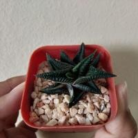 ราคา Cactus ม้าเวียนด่าง (2194036567)