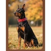 ราคา [พร้อมส่ง] ปลอกคอหนาม กันกัดคอ (ตอกหมุดแหลม) ปลอกคอสุนัข หน้ากว้าง แข็งแรง เท่ๆ สำหรับพิทบูล / บูลลี่ (28187230488)