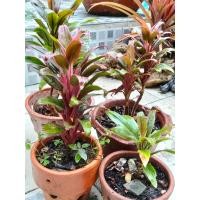 ราคา ต้นหมากผู้หมากเมียแคระ (43708670068)