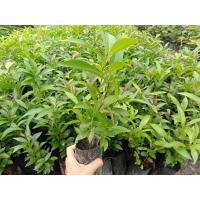 ราคา ชมพู่น้ำดอกไม้เป็นชมพู่พันธุ์ดั้งเดิมของไทย (10021444016)