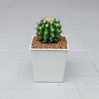 ราคา กระบองเพชรถังทองหนามสั้น "ไม้เมล็ด" (5654438678)