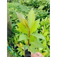 ราคา ต้นพิลังกาสา (ชุด2ต้น) (53950660616)