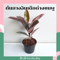 ราคา ต้นยางอินเดียด่างชมพู พร้อมกระถาง (3567771586)