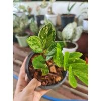 ราคา กวักมรกตด่าง กวักมรกตใบด่าง (8065352956)