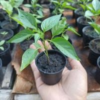 ราคา ต้นพริก ต้นกล้าพริก พร้อมปลูก ส่งพร้อมกระถางเล็ก ทำให้ต้นกล้าไม่เหี่ยวเฉา พร้อมส่ง (13874609895)