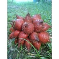 ราคา สละสุมาลี หลังสวน ชุมพร (13456106648)