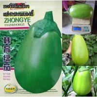 ราคา 100+ เมล็ด เมล็ดมะเขือยักษ์เขียว (ผลยักษ์ใหญ่ เนื้อเยอะหวานกรอบ เนื้อสีขาว เปลือกสีเขียวอ่อน รสชาติเหมือนมะเขือเปราะ) (23560286061)