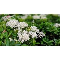 ราคา ต้นเข็มขาวแคระ เข็มเศรษฐี กลิ่นหอมอ่อนๆ ต้นไม้หายาก ดูแลง่าย ต้นสูง40-60 cm. ส่งพร้อมกระถาง (4461119552)