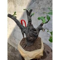 ราคา ต้นตะโกไม้ผิวเก่าแก่ดำสนิท (28808246463)