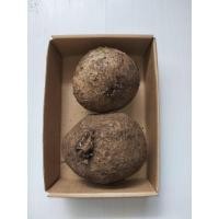 ราคา ว่านสบู่เลือด ตัวผู้.เมียครึ่งและ1กก(ให้เลือก) โขดสบู่เลือด ไม้โขด สบู่เลือด เป็นไม้เถาร์สวยงาม หัวสบู่เลือด (19424419468)