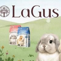 ราคา LAGUS อาหารกระต่าย พันธุ์ Hetherland dwarf (สีฟ้า) และ พันธุ์ Holland lop (สีชมพู) (40261386146)