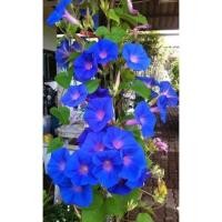 ราคา #มอร์นิ่งกลอรี่ (20370658442)