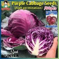 ราคา เมล็ดพันธุ์ กะหล่ำปลีม่วง เมล็ดกะหล่ำปลีม่วง Purple Cabbage Seeds 100เมล็ด ของแท้ 100% เมล็ดกะหล่ำปลี เมล็ดพันธุ์ผัก (47904845835)