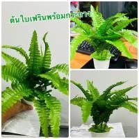 ราคา ต้นเฟิร์น บอสตัน หรือเฟรินมะขาม พร้อมกระถาง 59 บาท22*23ซม. ใบไม้ตกแต่งบ้าน ช่อเฟิร์นปลอม ของตกแต่งงาน ของตกเเต่งคาเฟ่ (24089800914)