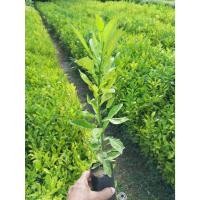 ราคา ต้นส้มโอทับทิมสยาม (Siam Ruby Grapefruit) (27592607116)