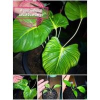 ราคา เสน่ห์​จันทร์​ขาว เสน่ห์​จันทร์​ขาว​กลาย( ถ่ายจากต้นจริง )​จัดส่งพร้อมกระถาง 4 นิ้ว (11851423881)