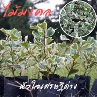 ราคา ไม้มงคล ต้นหัวใจเศรษฐี สาริกาใบด่าง ต้นไทรหัวใจด่าง ไม้มงคล (13931653173)