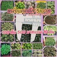ราคา แคคตัส กระบองเพชรจิ๋ว ต้นละ 5 บาท เซต 100 แถม 10 ต้น (10502928120)