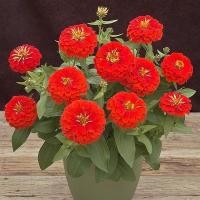ราคา 100 เมล็ด ดอกบานชื่น บานชื่นหนู บานชื่นฝรั่ง กระดุม ดอกใหญ่ Zinnia Seeds ดอกสีแดง (42972652967)